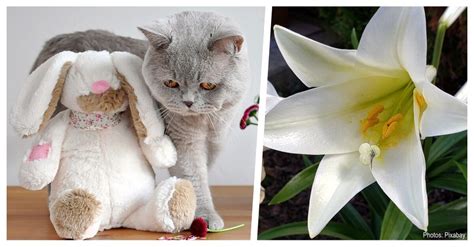 Olivia Blog Flowers Poisonous To Cats Lily Lilies And Toxicity In