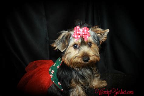 These yorkshire terrier puppies located in texas come from different cities, including, texas, san antonio, poteet, lipan, houston, dallas, austin. Female Teacup Yorkie Puppies For Sale in TX | Wendys Yorkies