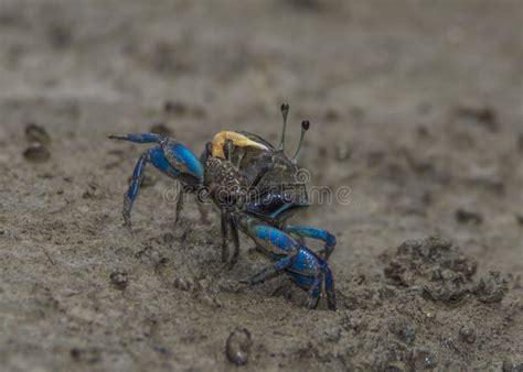 Colorful Fiddler Crabs In The Low Tide Mud Bako Park Borneo Stock Photo