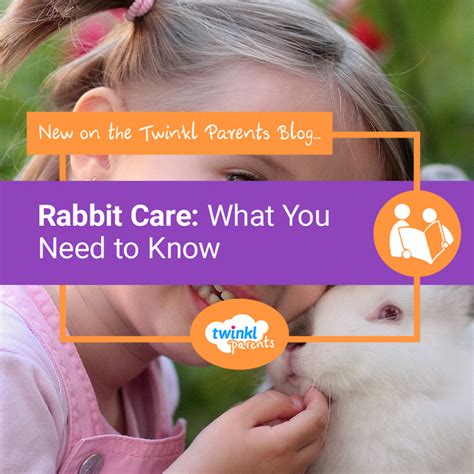 rabbit care what you need to know twinkl