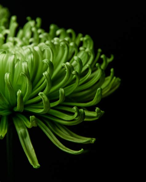 Chrysanthemum A Study In Green Tasha Chawner