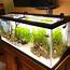 75 Gallon Rainbowfish / Community Tank  Aquariums