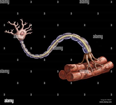 La Neurona Motora Fotografías E Imágenes De Alta Resolución Alamy