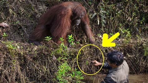 Wild Orangutan Reaches Out A Helping Hand To Man Stuck In Mud River