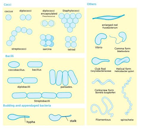Different Size Shape And Arrangement Of Bacterial Cells Bacteria My