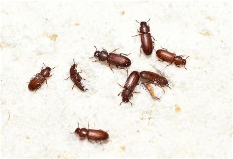 What Do Baby Beetles Look Like Classified Mom