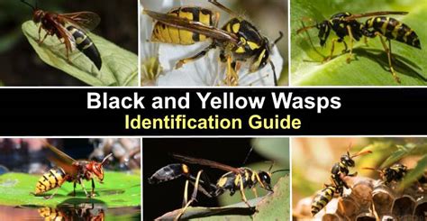 Types Of Black And Yellow Wasps With Pictures Identification Guide