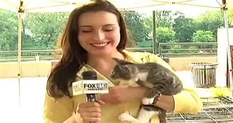Cat Interrupts Reporter Videos Metatube