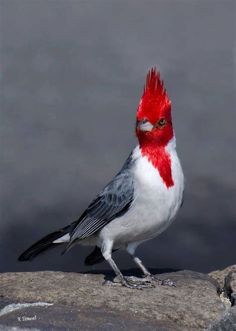 Pin By Sheri Mivelaz Downer On Louisville Cardinals Beautiful Birds