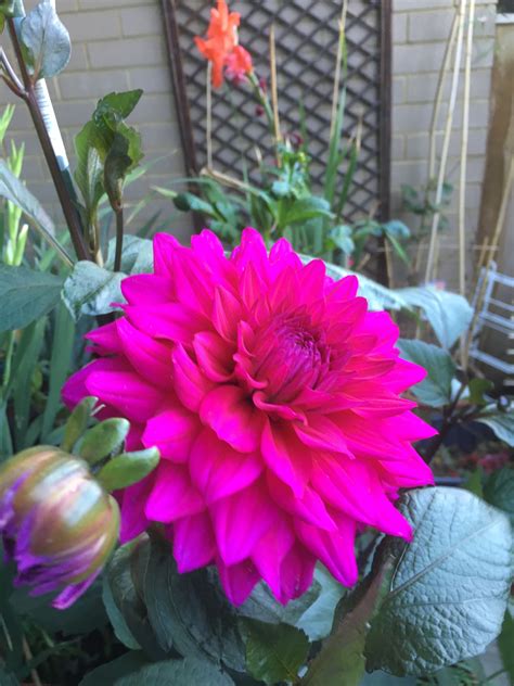 Pin By Aj Andy On Dahlias Dahlia Plants