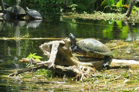 Turtles In The Florida Pond Stock Photo Image Of Brown Neck 205910968
