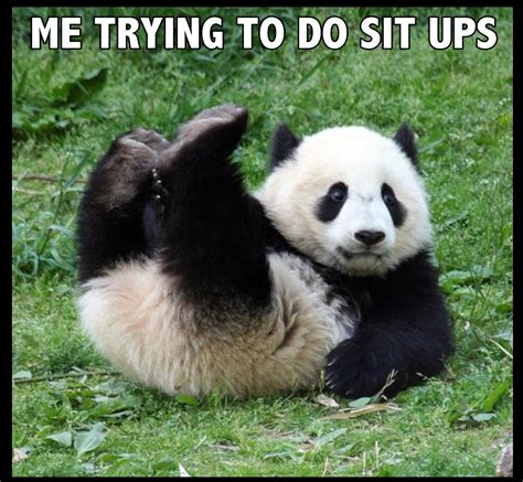 Funny Panda Memes