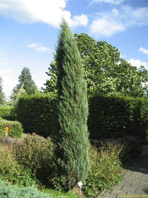 Juniperus Scopulorum ‘blue Arrow Blue Arrow Juniper Blue Arrow
