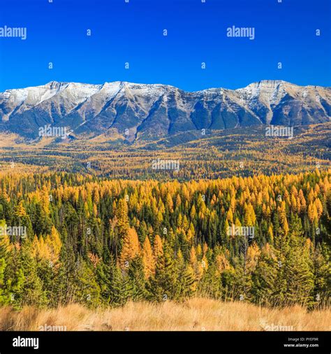 Swan Range Above The Seeley Swan Valley And Larch In Fall Color Near