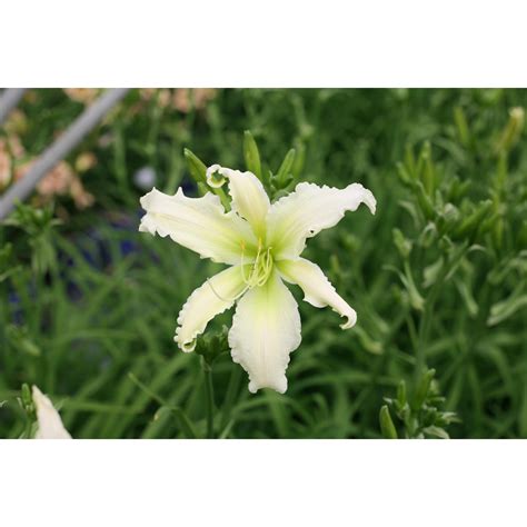 Apr 10, 2021 · gilbert h wild free shipping code july 2021. Daylily-Gilbert H. Wild & Son | Day lilies, Angels in ...