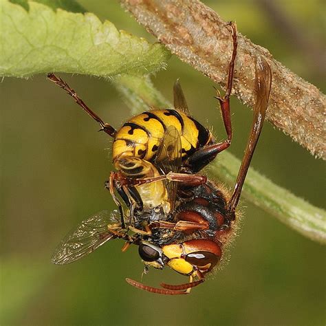 Most giant hornets are european hornets and we have professional grade products to help you remove the nest safely and quickly. The Schmidt Sting Pain Index: How Much Could You Take? | The Ark In Space