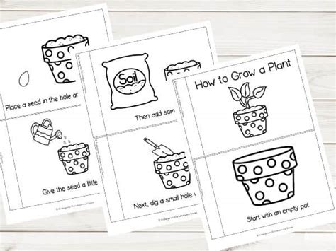FREE Steps to Planting a Seed Sequencing Worksheet for Kindergarten