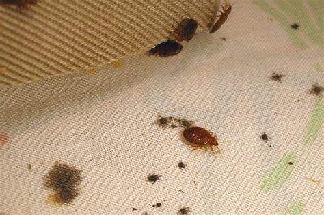 Bed Bug Exterminator And Bed Bug Treatment In Nj And Fl Excel Pest Control