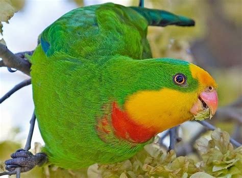 Superb Parrot ~ Birds World | Parrot bird, Parrot, Parakeet