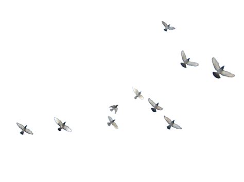 Flock Of Birds Png Images Transparent Free Download Pngmart