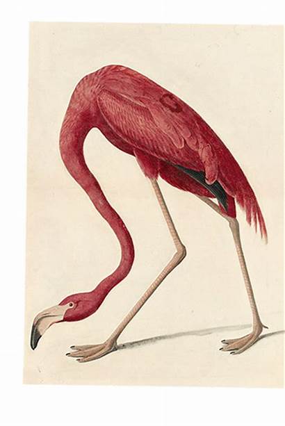 Flamingo Humanities American Animated Watercolor Plate Giphy