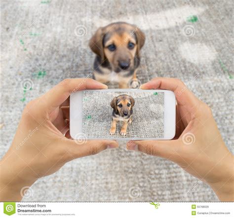 Stray Dog Stock Image Image Of Animal Cellphone Display 55768029
