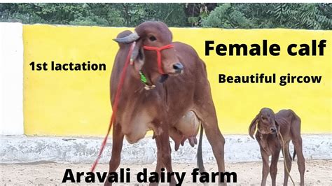 100 Pure Gir Cow Female Calfdairy Farm Sold Out9983954391 Youtube