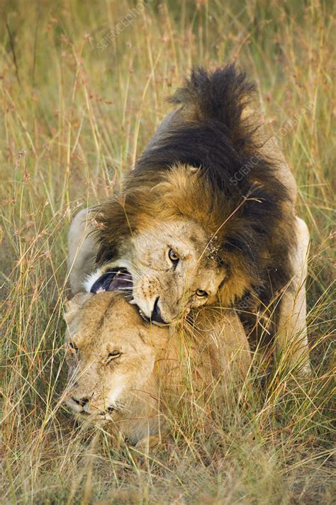 Lions Mating Stock Image C0021570 Science Photo Library