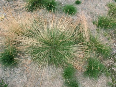 The Best Drought Resistant Grass To Cover Your Garden