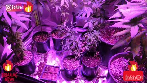 It is about 4 feet long and. Meizhi Led Grow Light 1200w Review - Best LED Grow Lights