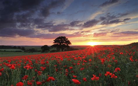Nature Landscape Photography Flowers Poppies Sunset Spring Field Trees Red Green Sky