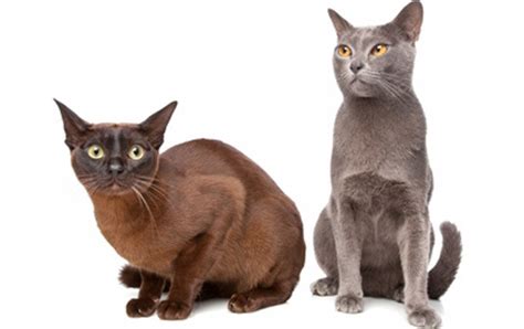 top  family friendly cat breeds cattime