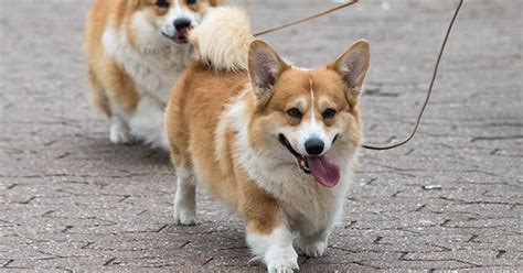 The Best Dog Breed for Your Personality Type - PureWow