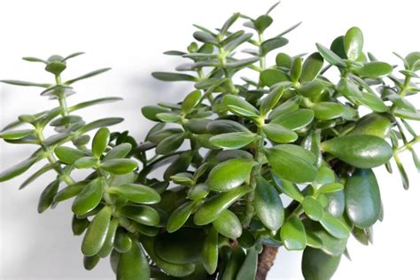 How To Water Jade Plants At Home Essential Tips Petal Republic