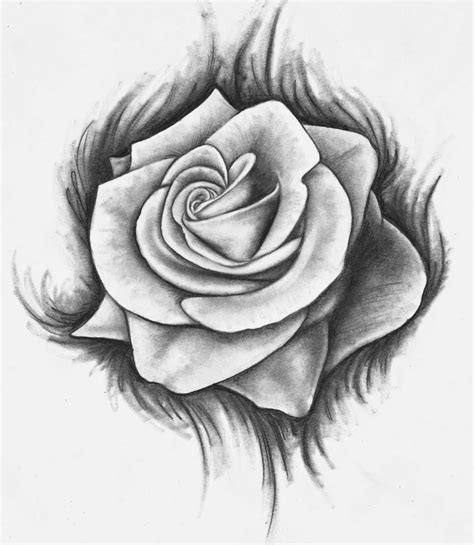 Rose Drawing ~ The All Image gambar png