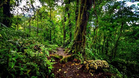 Tropical Rainforest Costa Rica By Chris W Tropical Rainforest