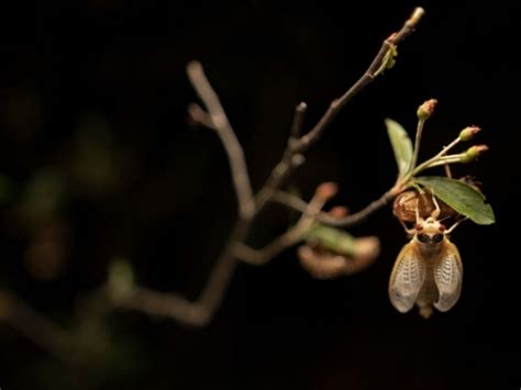 Fungus Making Pas 17 Year Cicadas Sex Crazy Expert Warns Across Pennsylvania Pa Patch