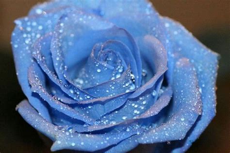 Dew Drop Blue Rose Blue Rose Rose Dew Drops