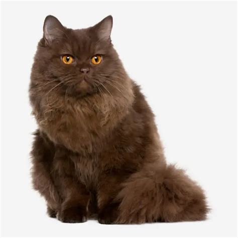 17 Super Fluffy Dark Brown Cat Breeds With Picture