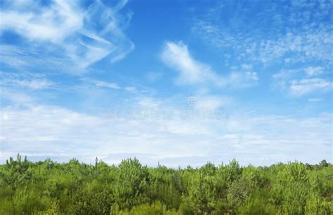 Young Pine Wood With A Blue Sky Above Stock Photo Image Of Green