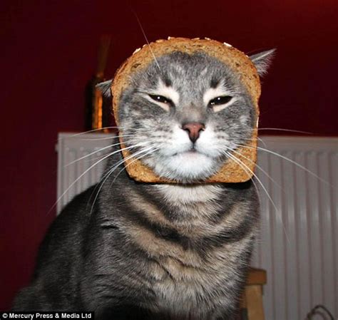 Internet Users Post Pictures Of Cats Wearing Slices Of Bread Daily