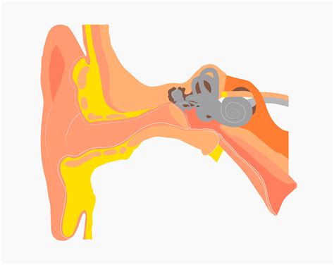 Human Ear Anatomy Photograph By Science Photo Library Fine Art America