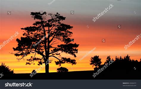 Lone Tree Silhouette Against Sunset Stock Photo 23030473