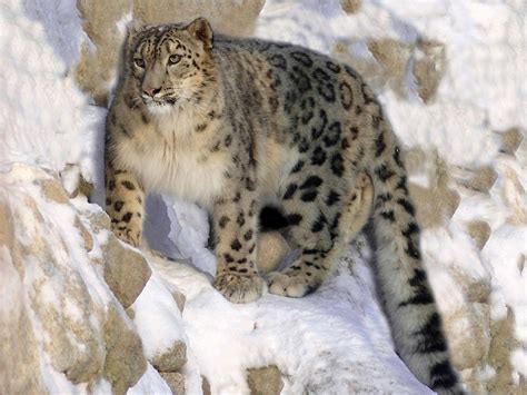 Leopardo De Las Nieves La Guía De Este Felino En Peligro De Extinción