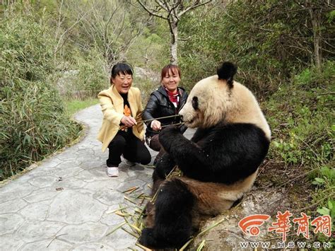 Wild Giant Panda Wanders Into Shaanxi Nature Reserve Peoples Daily