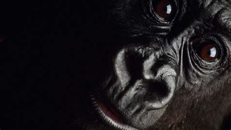Best Of High Resolution Zoom Virtual Background Gorilla Wallpaper Images