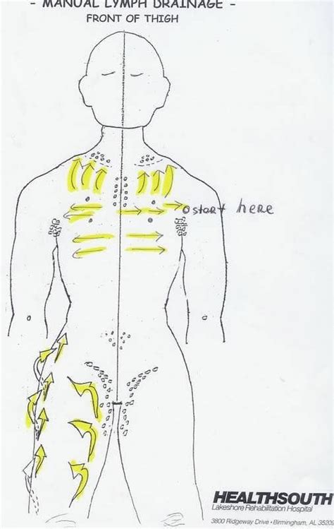 Manual Lymph Drainage Thigh Illustrated Lymph Massage Lymphatic Massage Lymphatic Drainage