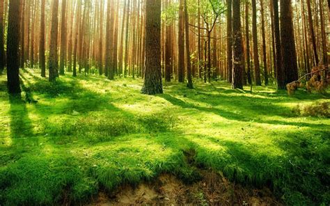 Forest Ground Wallpapers Top Free Forest Ground Backgrounds