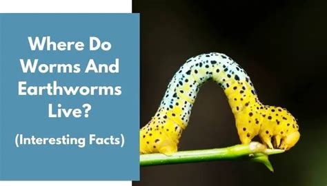 Where Do Worms And Earthworms Live Interesting Facts Animalfate