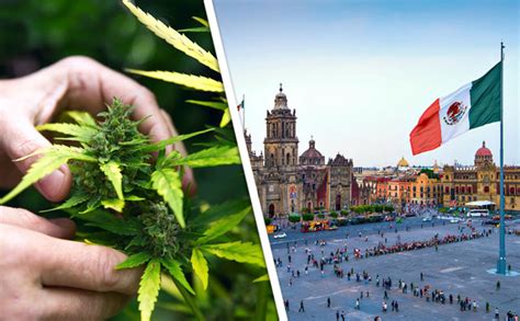 Regulación De La Marihuana En México Solo Beneficia A Unos Cuantos